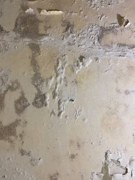 Best Post-Flood Mold Remediation in West Sacramento, CA